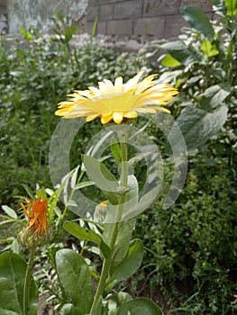 MarigoldPlants photo